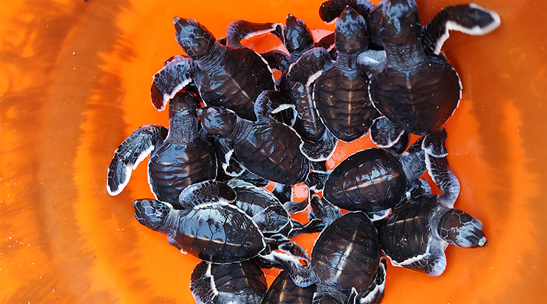 meru_betiri_2 meru_betiri_2