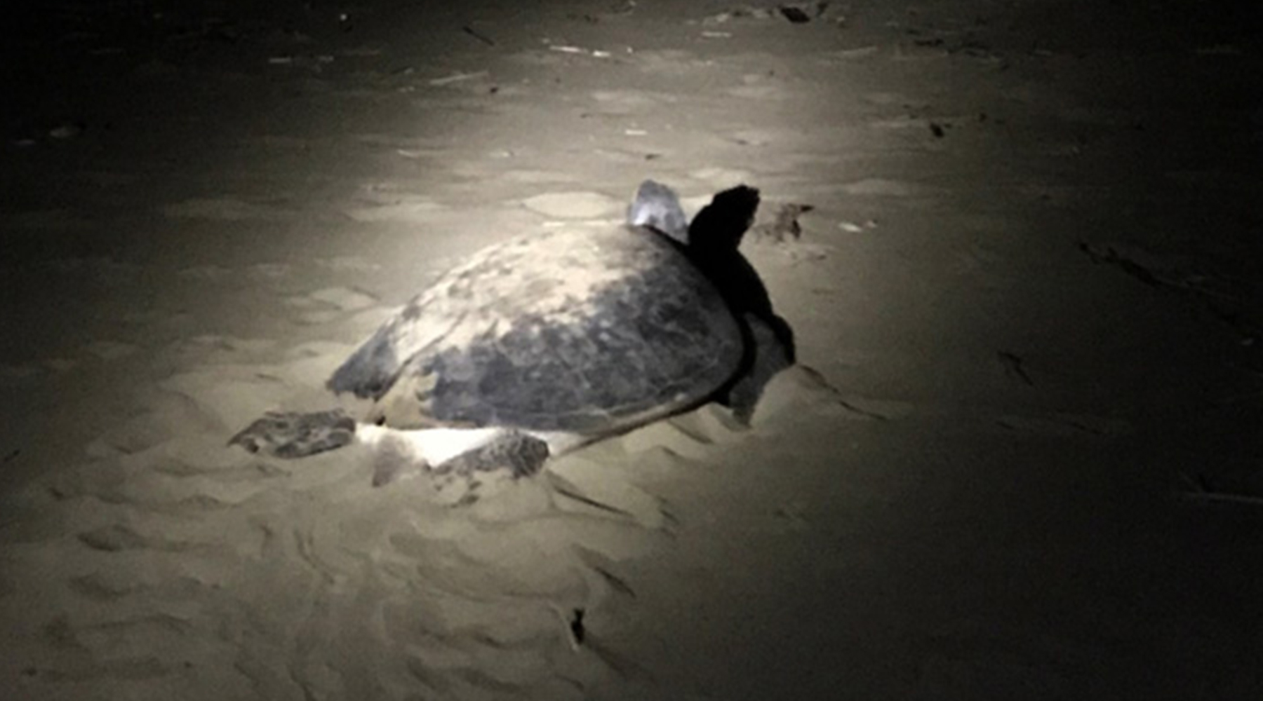 meru_betiri_6 meru_betiri_6