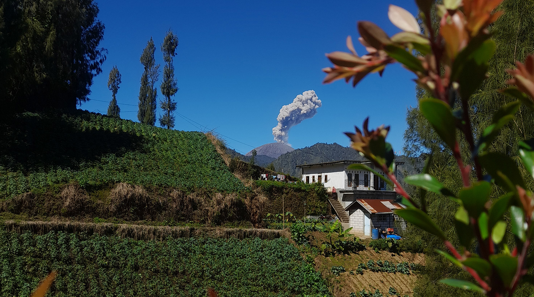 Bromo Ancestor Trail